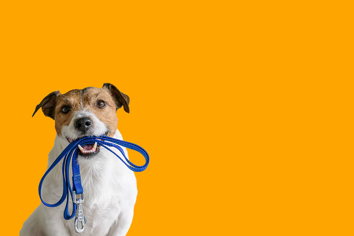 Dog sitting concept with happy active dog holding pet leash in mouth ready to go for walk