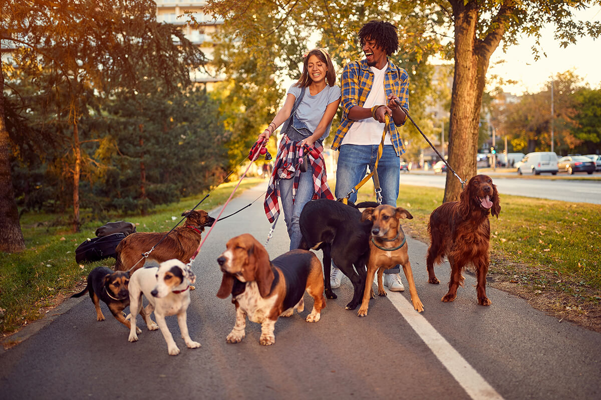 Happy woman and man dog walker with dogs enjoying in walk